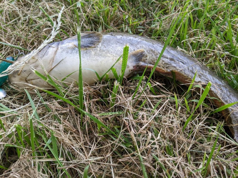 癒しのナマズ釣り