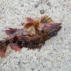 アコウの調査(ガッシーは好調)