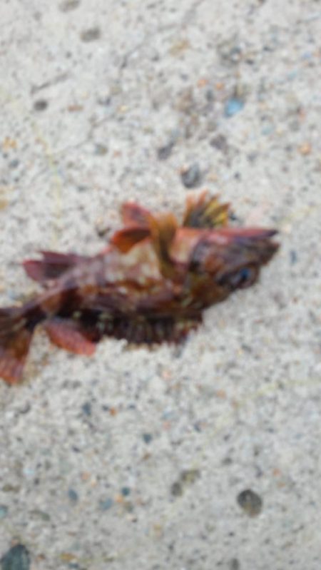 アコウの調査(ガッシーは好調)