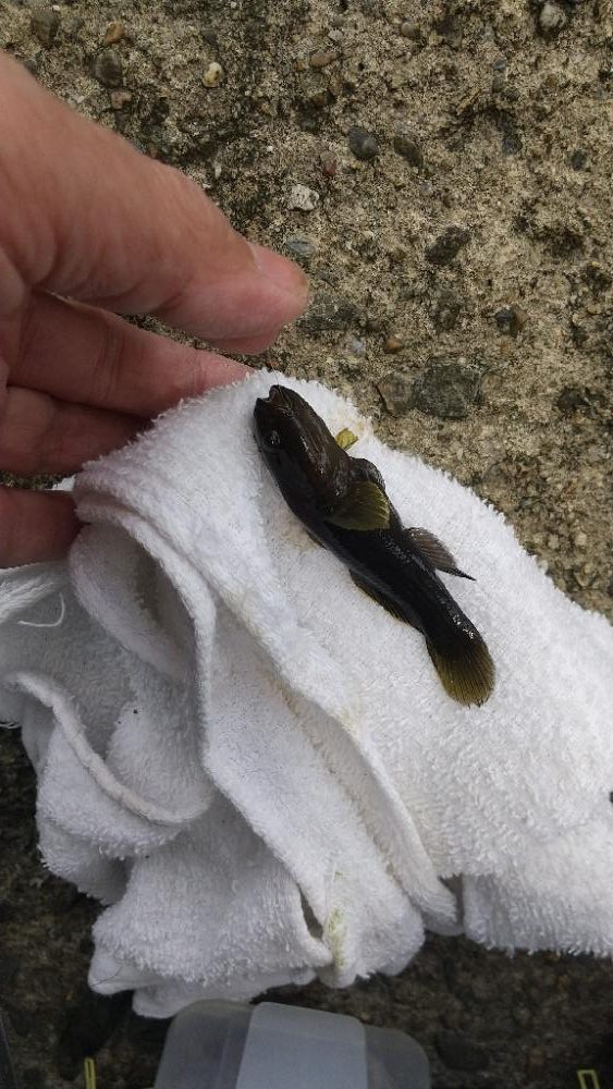 エビはいずこ？