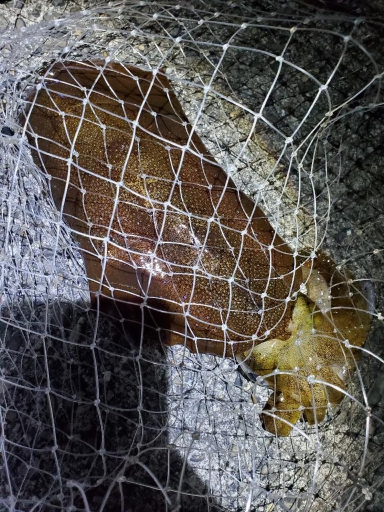 エギング 春イカ好調