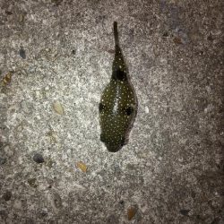 メバルを求めて