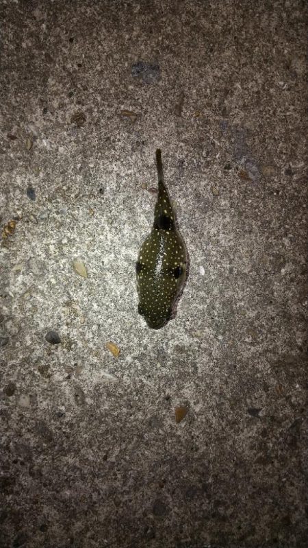 メバルを求めて