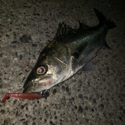 スズキとセイゴ