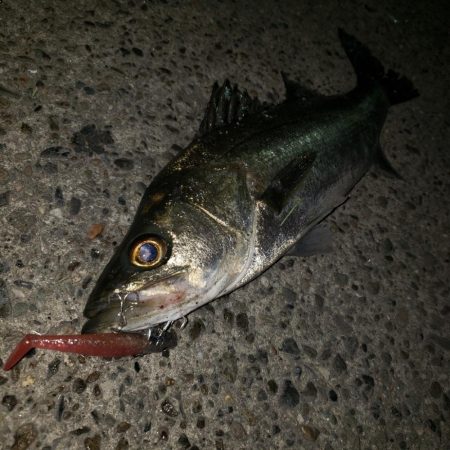 スズキとセイゴ