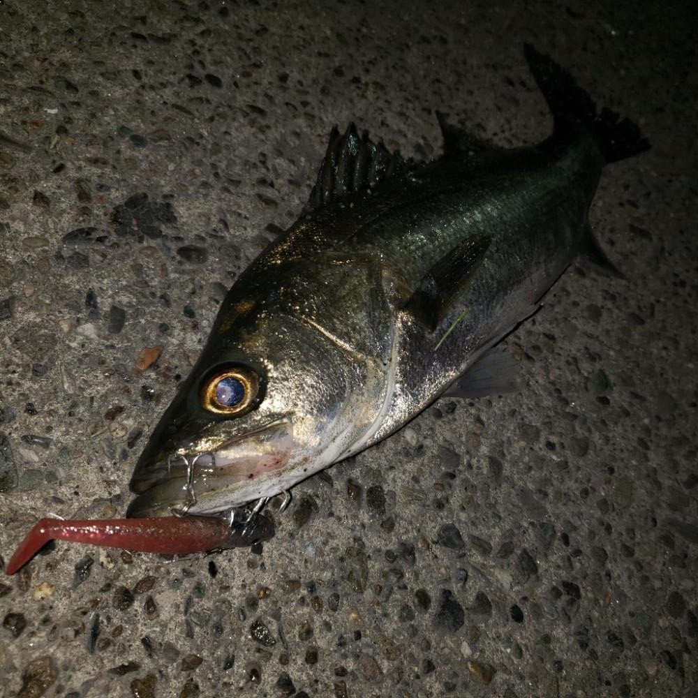 スズキとセイゴ