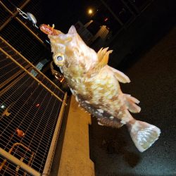 久々ライトゲーム