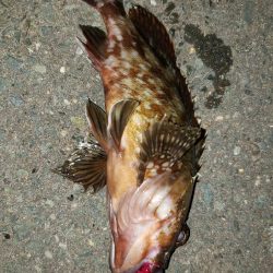 フリーリグやってみた。