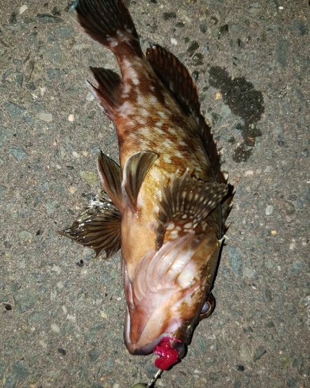 フリーリグやってみた。