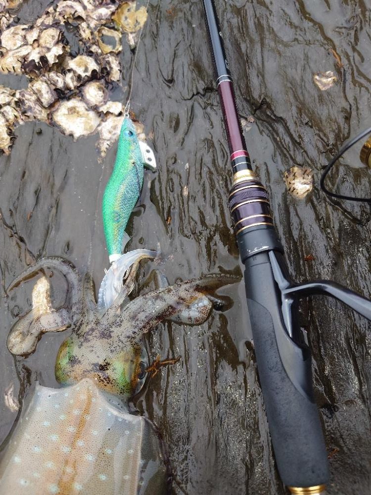 激渋エギングIN対馬