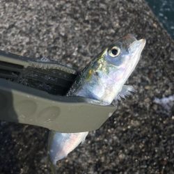 投げサビキでアジ、サバ、イワシ大漁GET