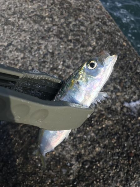 投げサビキでアジ、サバ、イワシ大漁GET