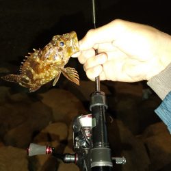 春イカまだかなぁ