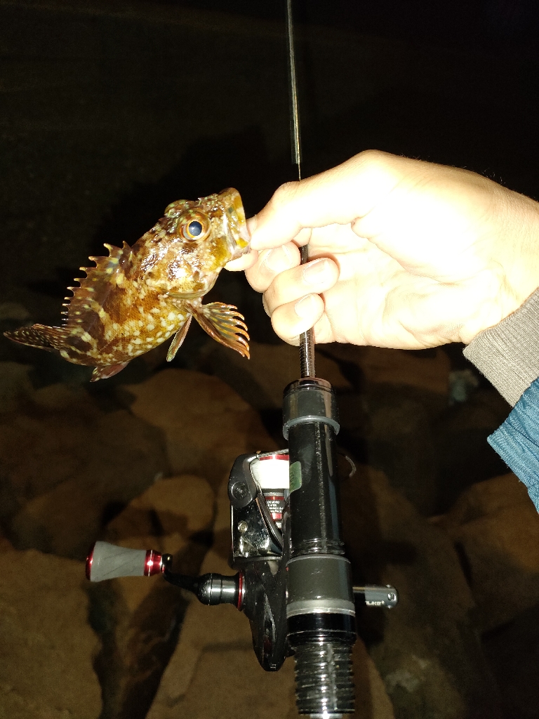 春イカまだかなぁ