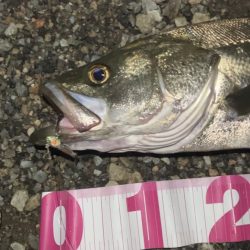 ががっときました。