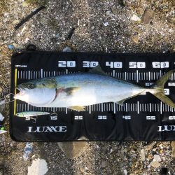 みんなでメジロ!