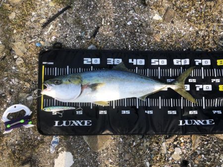 みんなでメジロ！