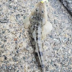 メゴチ？マゴチ？