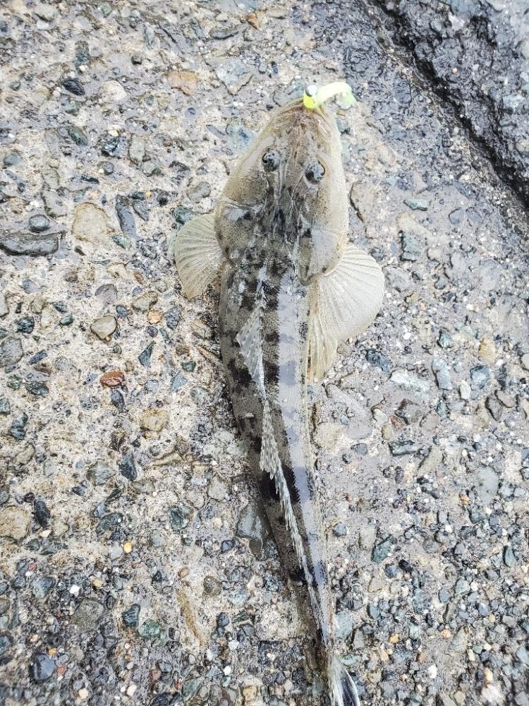 メゴチ？マゴチ？