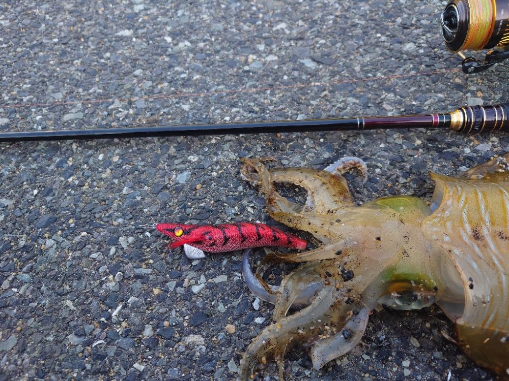 復調エギングIN対馬