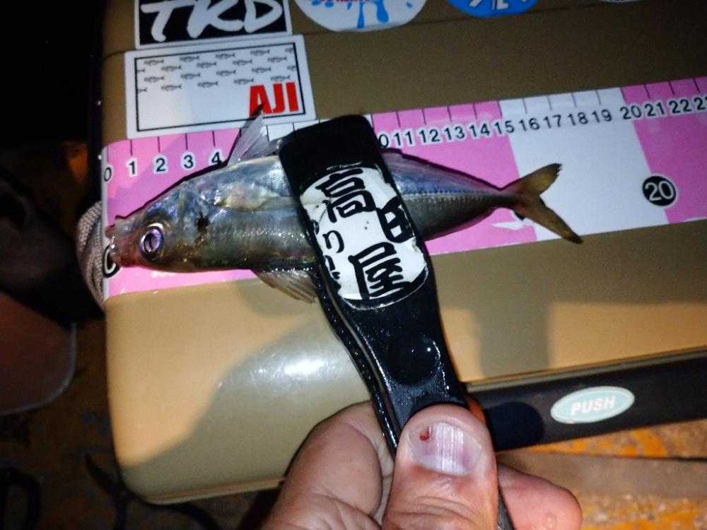 寒すぎアジング🥶