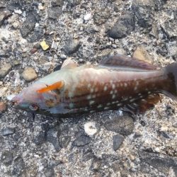 アジ探し@下津周辺