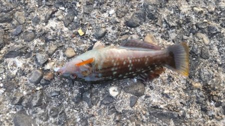 アジ探し@下津周辺