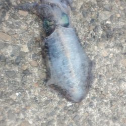 エギング　数は釣れました