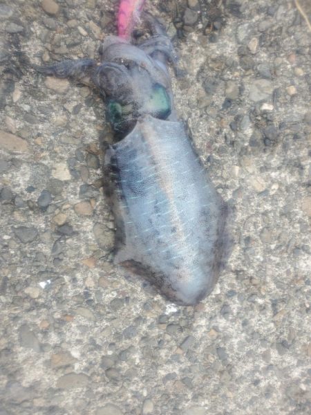 エギング　数は釣れました