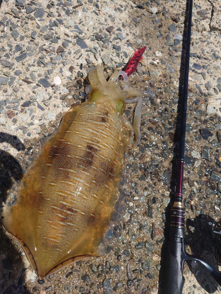 ランガンエギングIN対馬