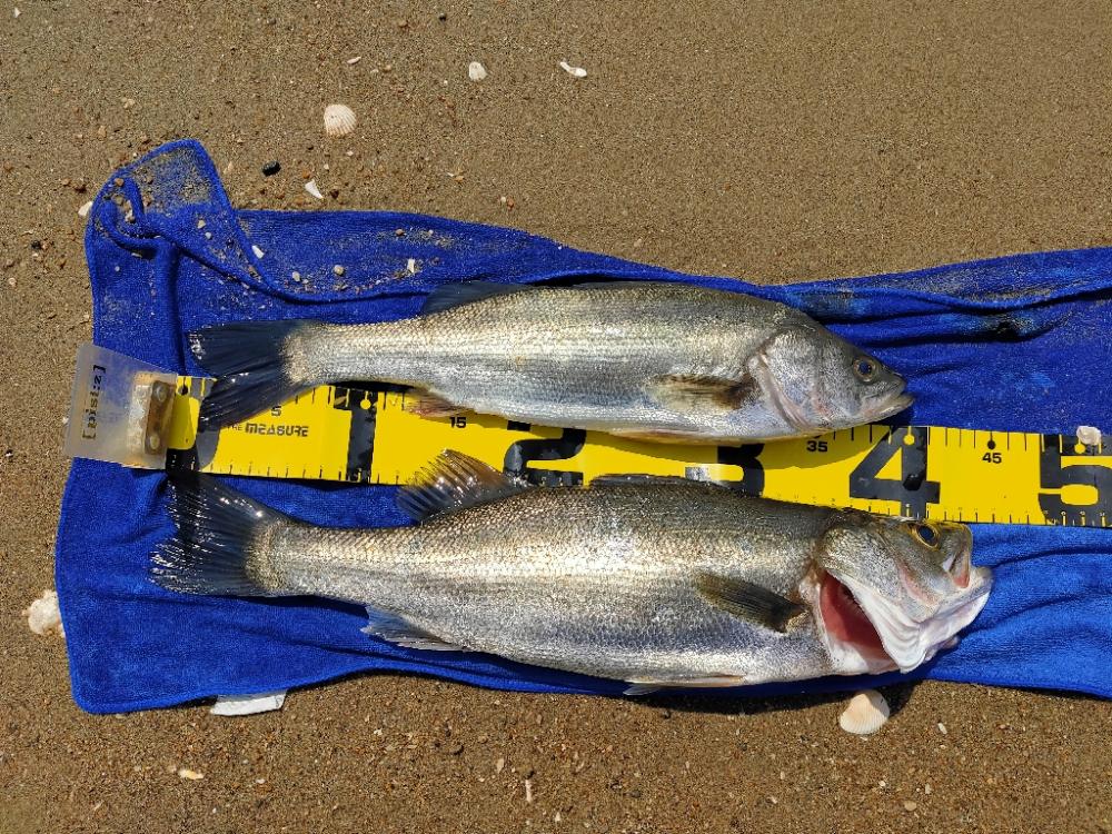 久々のシーバス