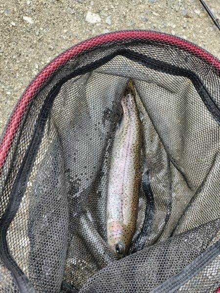 千早川マス釣場で