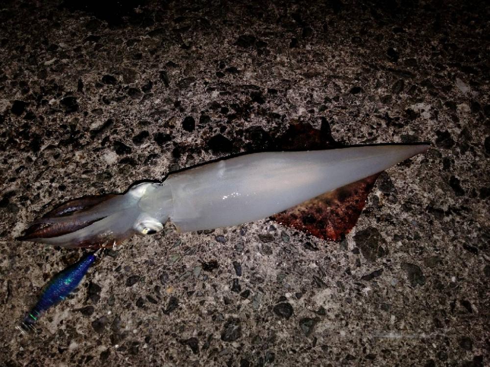 セフィアリミテッド墨付け