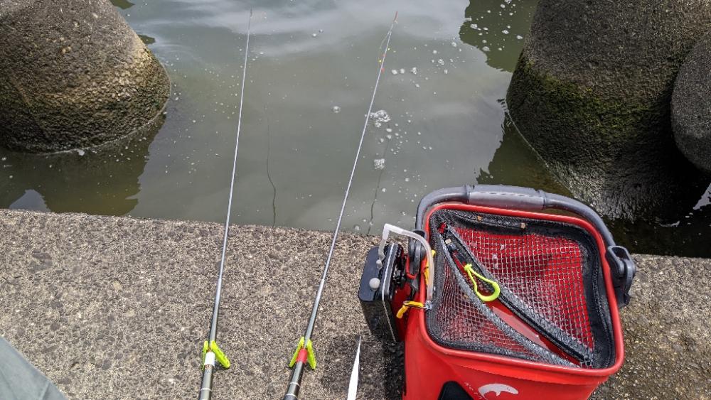 霞ヶ浦 テナガエビ開幕