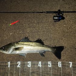 バチ抜け13戦目  活性高︎ ʓ…