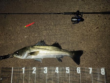 バチ抜け13戦目  活性高︎ ʓ…