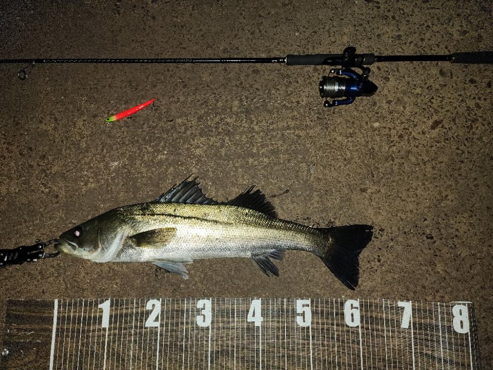 バチ抜け13戦目  活性高︎ ⤴︎