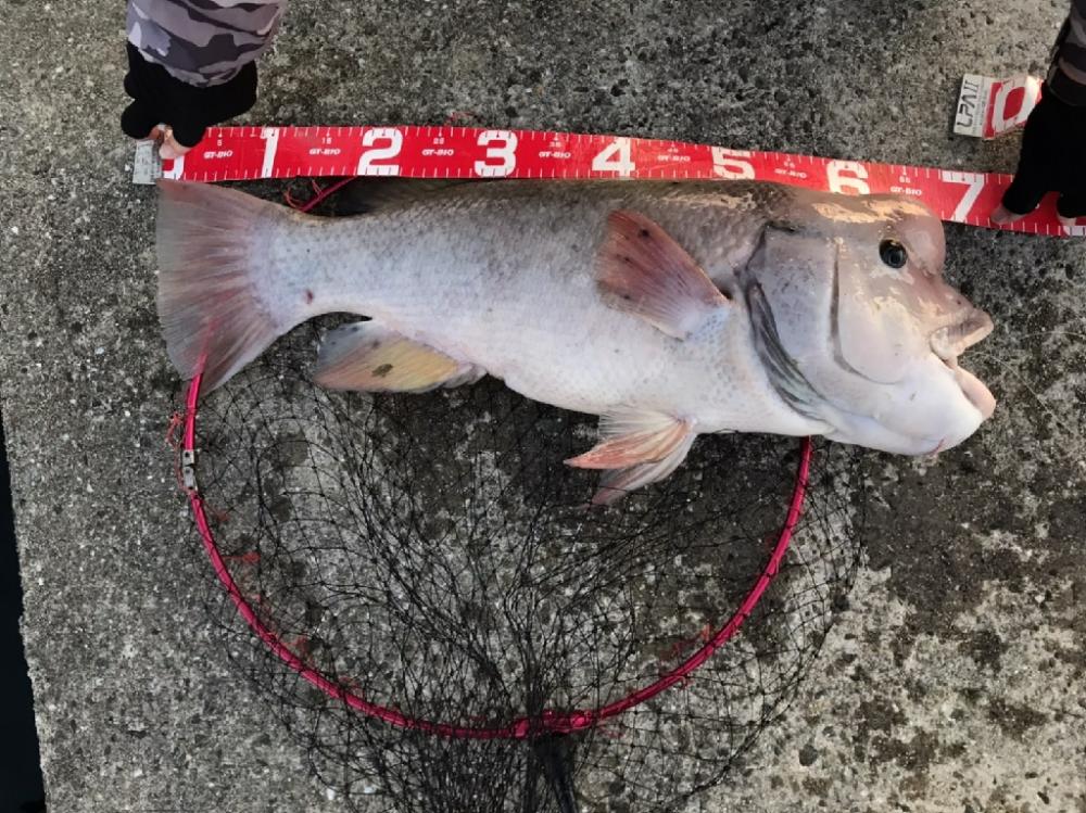 コフダイ釣りルーム