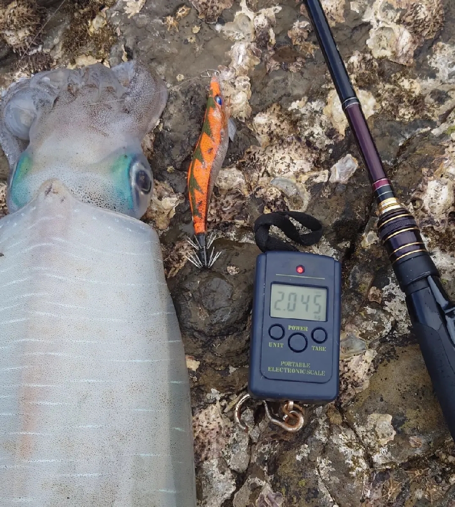 エギングガイドIN対馬