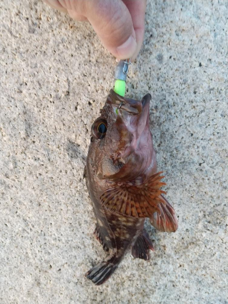 久しぶりの釣り