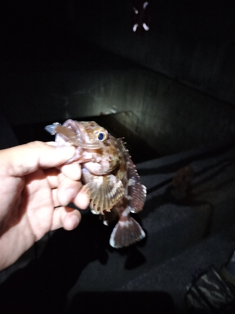 ガシラ狙いで☆