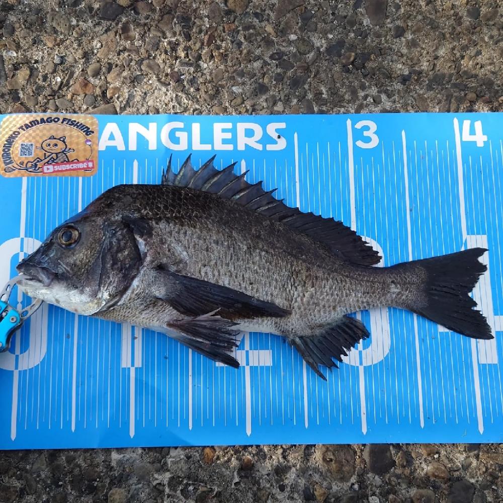 ふかせ釣り第4戦💦遠矢浮き釣行✨