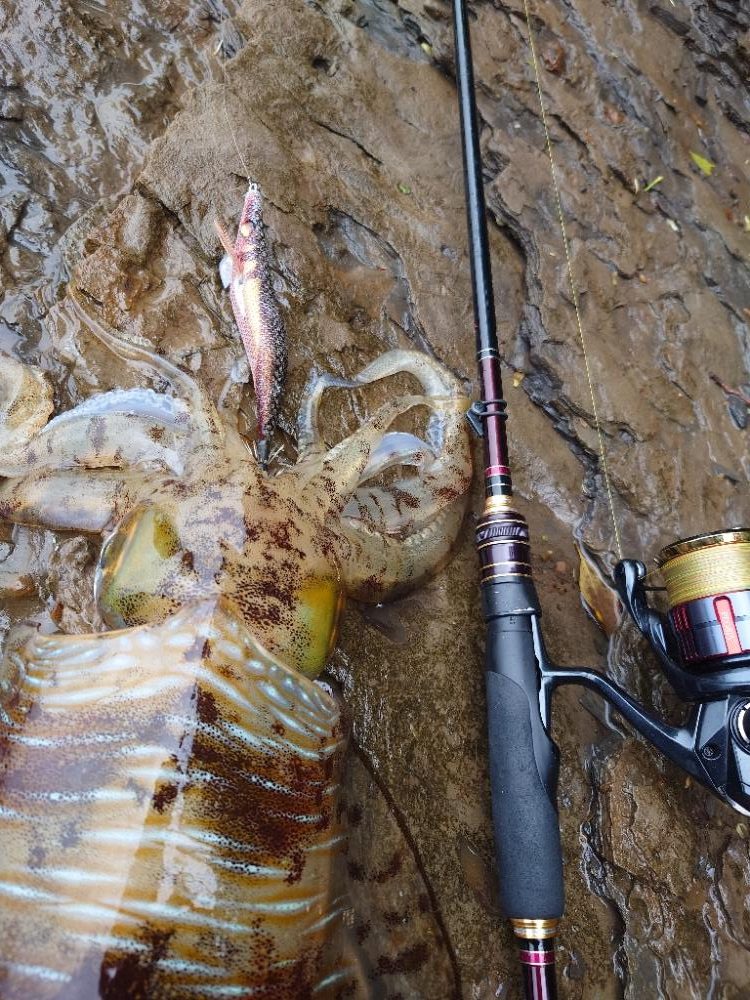 雨風エギングIN対馬