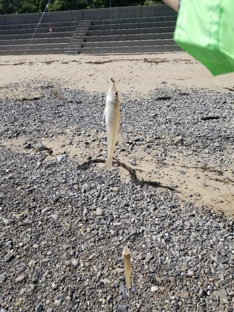 久々のキス釣り