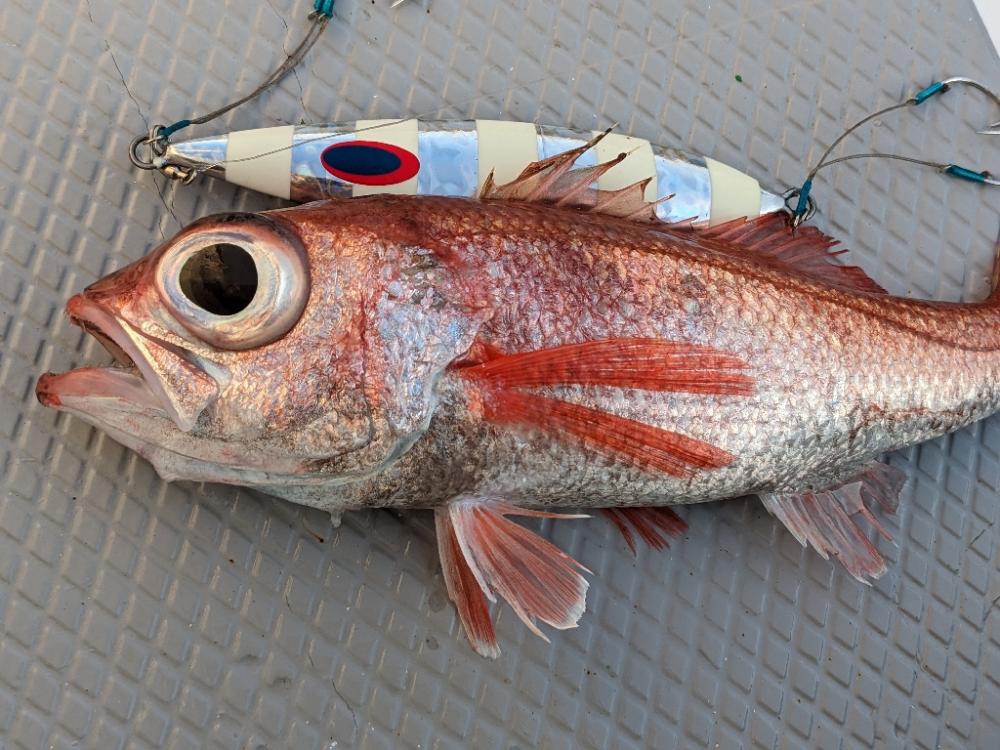中深海アカムツ釣り