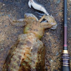 激渋エギングIN対馬