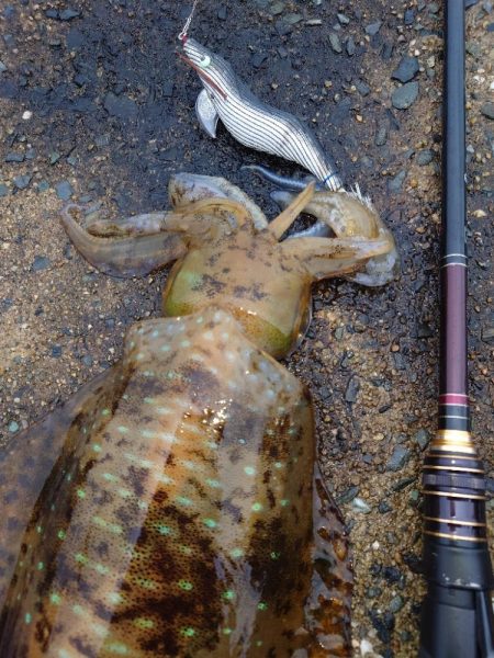 激渋エギングIN対馬