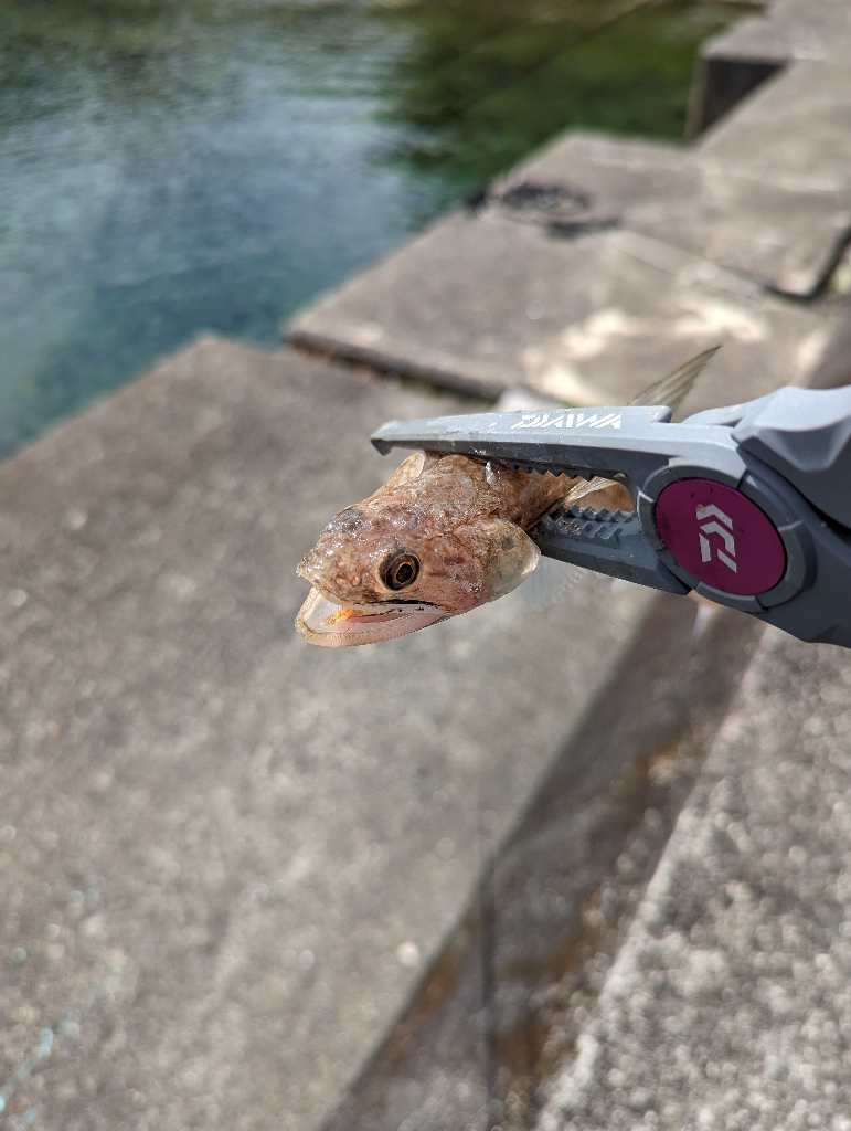 陸っぱり釣行記