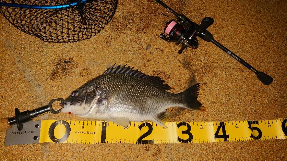 初めて釣りました