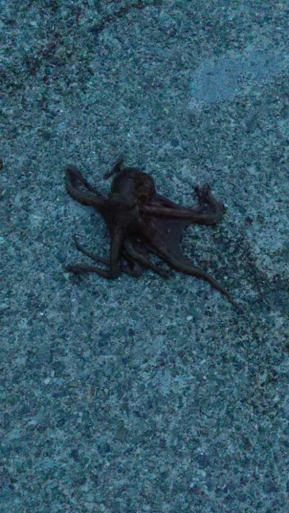 🐙４ヶ月ぶりのタコちゃん🐙